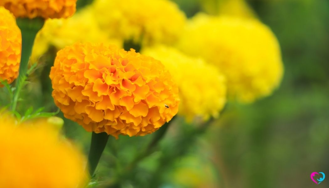 Afrika Kadife Çiçeği (Tagetes erecta): Sağlığa Katkıları ve Kullanım Alanları