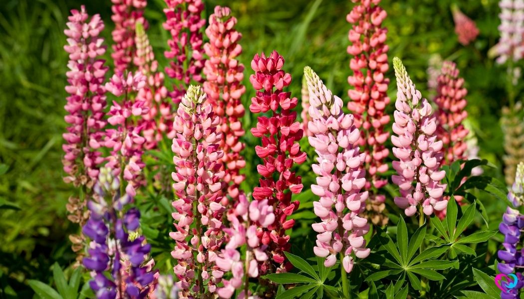 Acı Bakla (Lupinus): Tarihçesi, Besin Değeri ve Sağlığa Katkıları