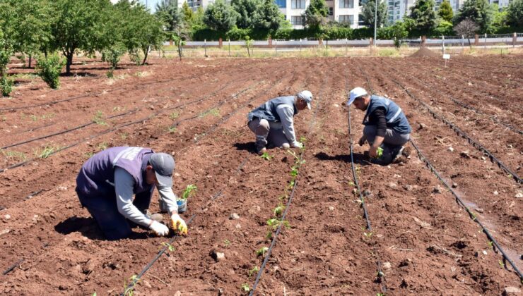 Diyarbakır Büyükşehir Belediyesi’nden yerel tohum çalışması