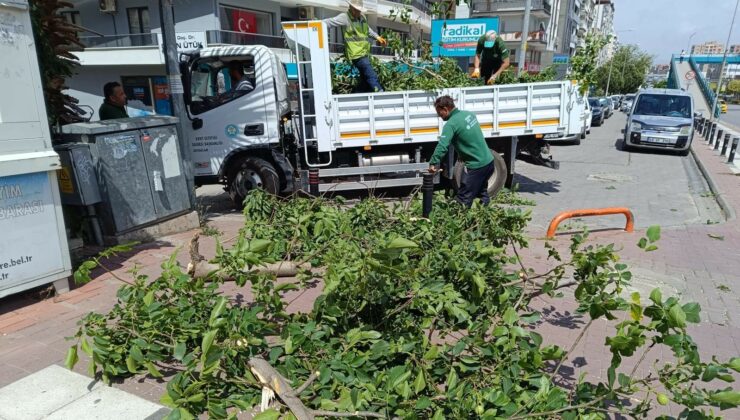 Manisa’da fırtınanın zarar verdiği ağaçlar kaldırıldı