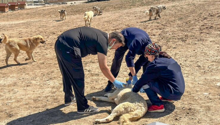 Doğal yaşam alanındaki hayvanlara sağlık taraması yapıldı