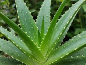 Doğanın İyileştirici Gücü: Aloe Vera Bitkisi ve İnsan Sağlığına Sunduğu Çok Yönlü Faydalar