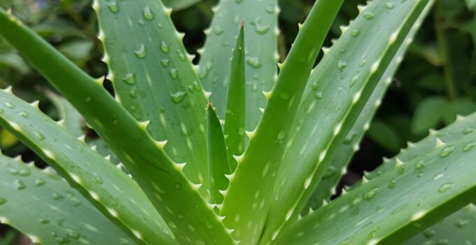 Doğanın İyileştirici Gücü: Aloe Vera Bitkisi ve İnsan Sağlığına Sunduğu Çok Yönlü Faydalar