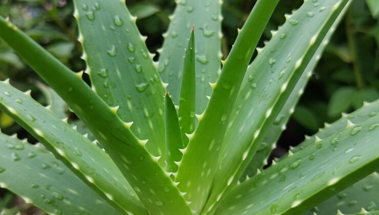 Doğanın İyileştirici Gücü: Aloe Vera Bitkisi ve İnsan Sağlığına Sunduğu Çok Yönlü Faydalar