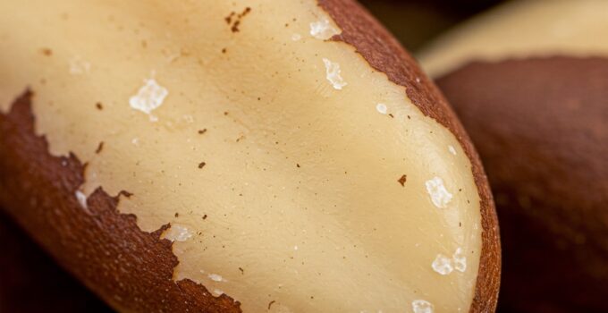 Amazon’un Gizemli Tohumu: Brezilya Fındığı ve İnsan Sağlığına Sunduğu Güçlü Armağanlar