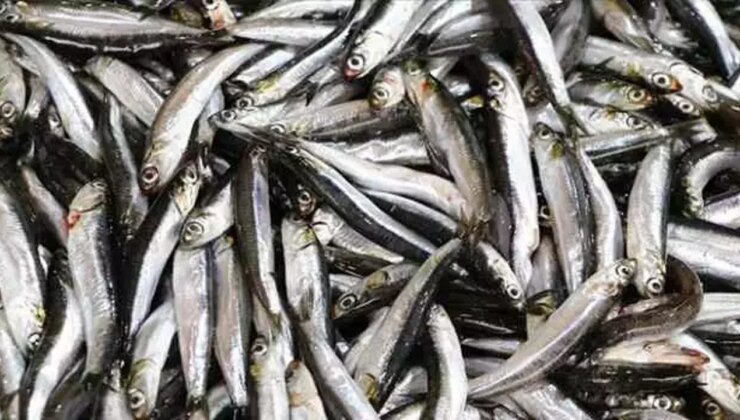 Karadeniz dünyaya açılıyor: Hamsi 18 ülkeye gitti