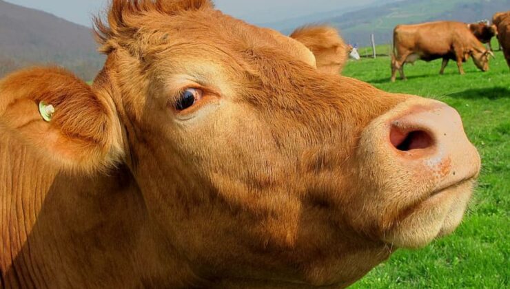 Kurban Bayramı öncesi kurbanlıklar için sıkı tedbirler