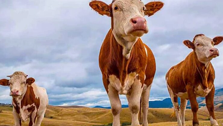 Kurban Bayramı'na sayılı gün kaldı… Kurbanlık hayvan düzeyi yeterli mi?