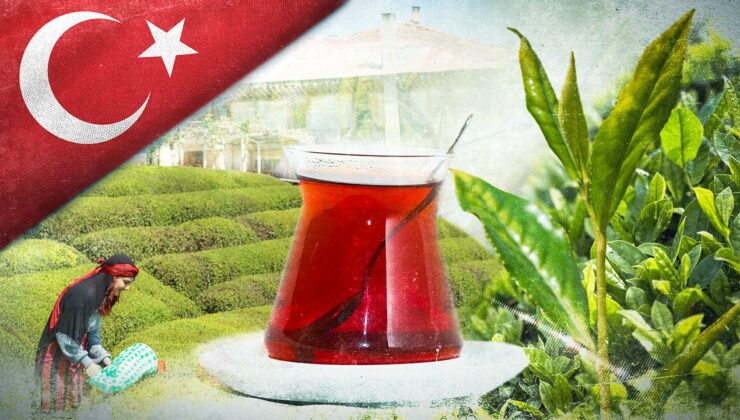 Tarım ve Orman Bakanlığı 2025 yaş çay alım fiyatını açıkladı