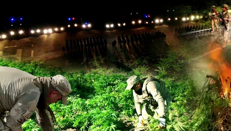 Diyarbakır’da 12 Milyon 389 Bin 174 Adet Kök Kenevir Ele Geçirildi