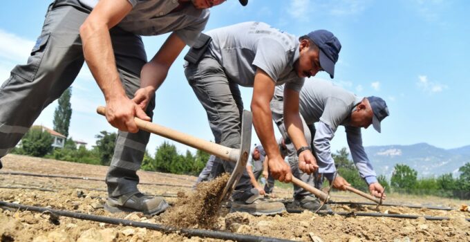 Konyaaltı Belediyesi, Çandır fasulyesinin ekim işlemini gerçekleştirdi