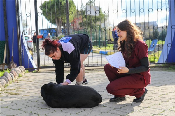 Buca Belediyesi’nden sokak hayvanlarını sahiplendirme çağrısı