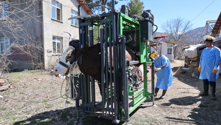 Antalya Büyükşehir Belediyesi’nden hayvancılığa destek
