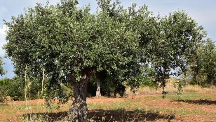 Vişne Madencilik’ten taşınmaz alımı