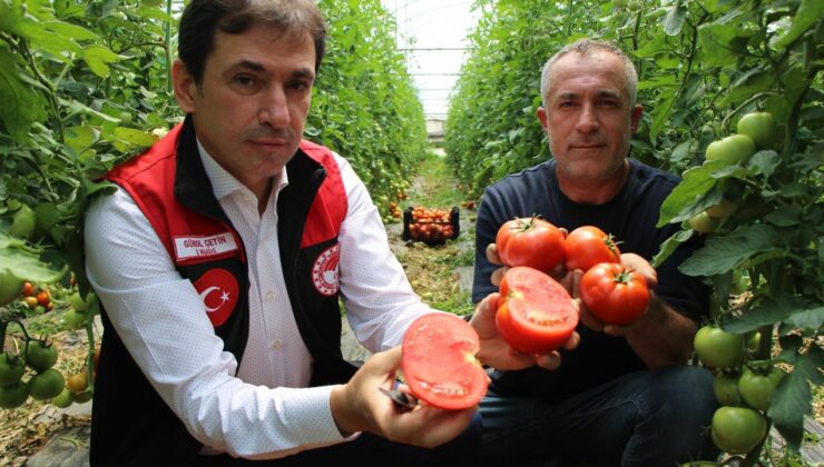 Amasya’da domates hasadı başladı