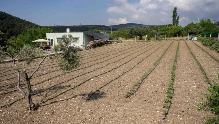 Kurbanlık hayvanların atıkları Bornova’da toprağa can oluyor