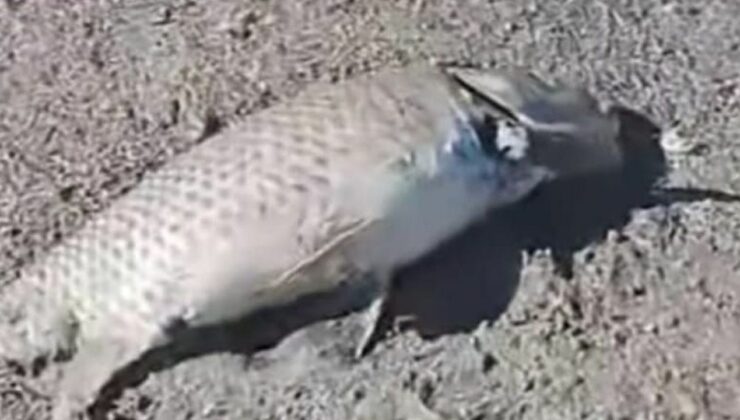 Eğirdir Gölü’nde balık ölümleri devam ediyor