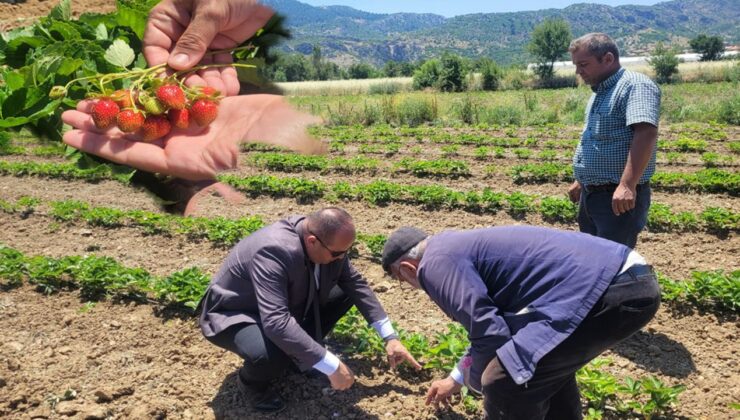 Mamak Köyü’nde çilek ve gül üretimine yakın takip