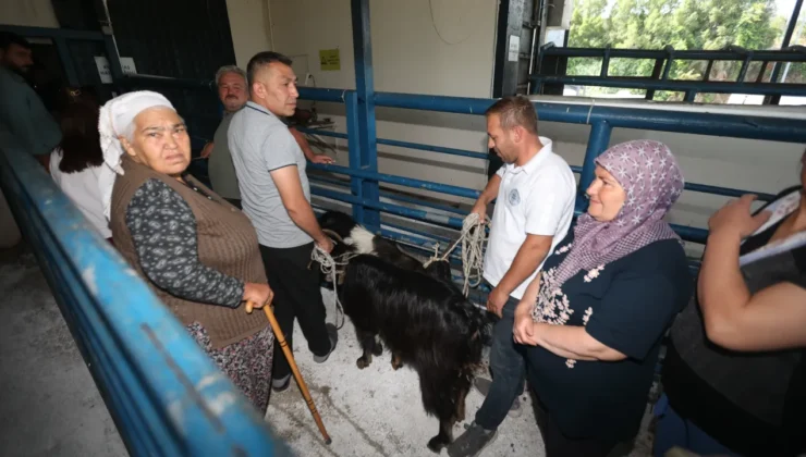 Muğla Büyükşehir mezbahaları bayramda tam kapasite çalıştı