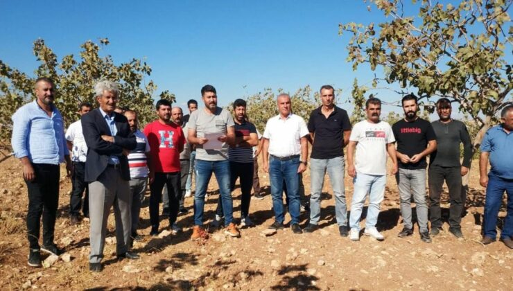 Batman’da Siirt Antep Fıstığına bilimsel takip