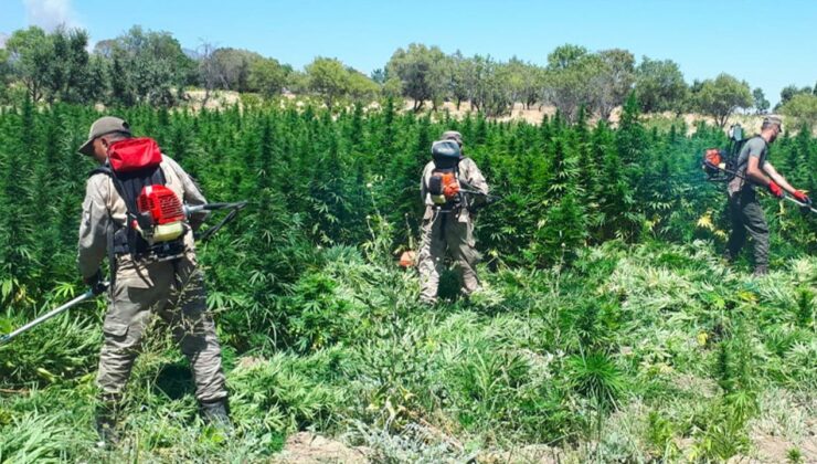 Diyarbakır’da dev uyuşturucu operasyonu: 12 milyon kök kenevir ele geçirildi, 22 tutuklama