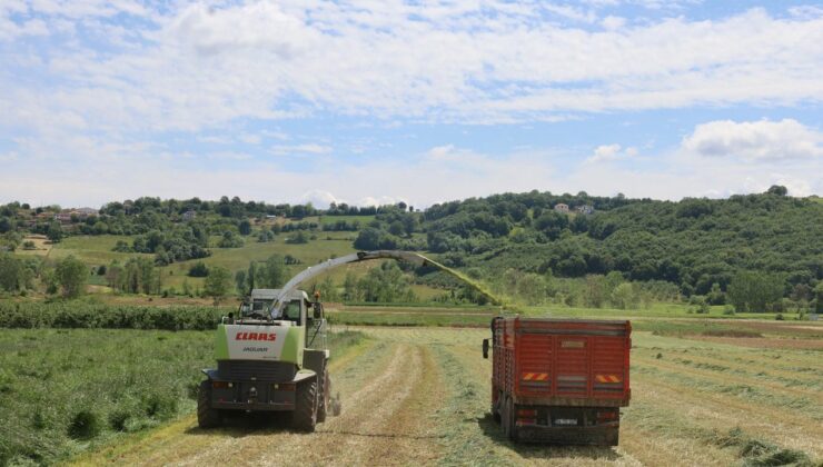Kocaeli’de “süt otu” hasadı başladı