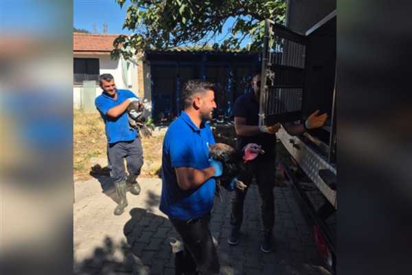 Yangından etkilenen hayvanlar sahiplerine teslim edildi