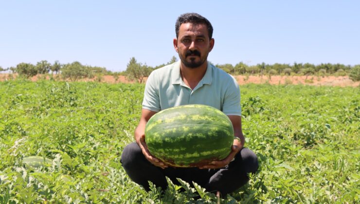 Şanlıurfa’nın Yaylak karpuzu yoğun ilgi görüyor