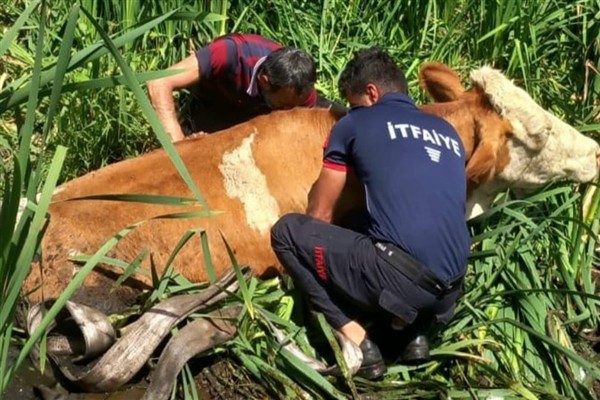 Muş’ta bataklığa saplanan iki büyükbaş hayvan itfaiye ekiplerince kurtarıldı
