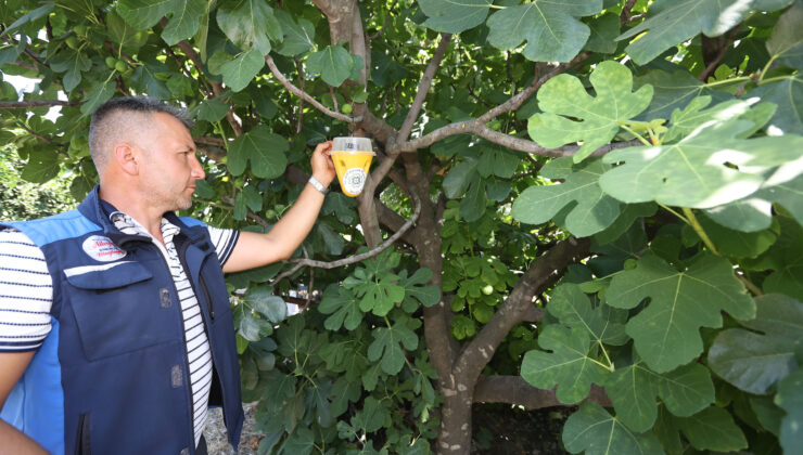 Muğla Büyükşehir Belediyesi, feromon tuzak uygulamasını başlattı