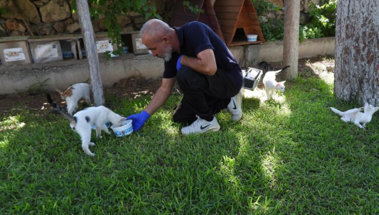 Kepez Belediyesi’nden sokak hayvanlarına bakım çalışması