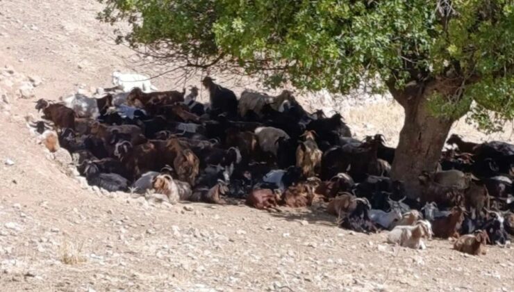 Batman’da kavurucu sıcaklar hayvanları vuruyor: Su ve gölge mücadelesi