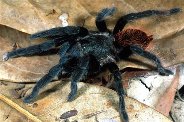 Alman gümrükçüler çikolata paketinde bin 500 tarantula buldu