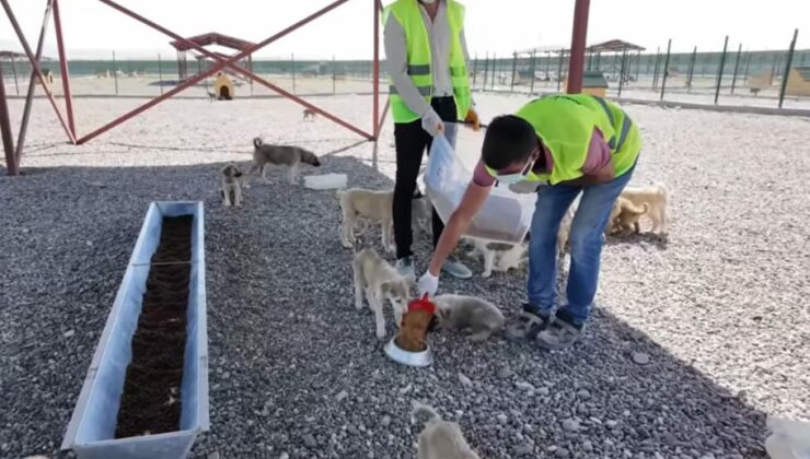 Muş’ta sokak hayvanlarına yerli mama üretimi başladı