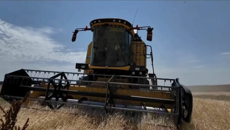 Kars’ta hasat mevsimi başladı: İlk arpa Digor Yeniköy’de biçildi