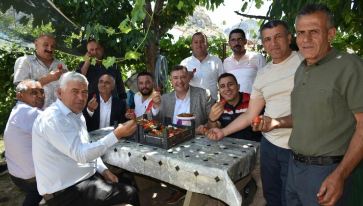 Eğirdir‘de topraksız toprakla çilek hasadı başladı