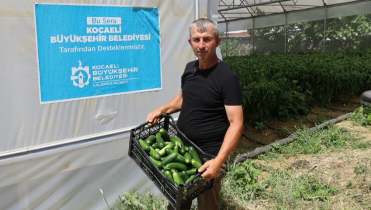 Modern seralarda hasat bereketi