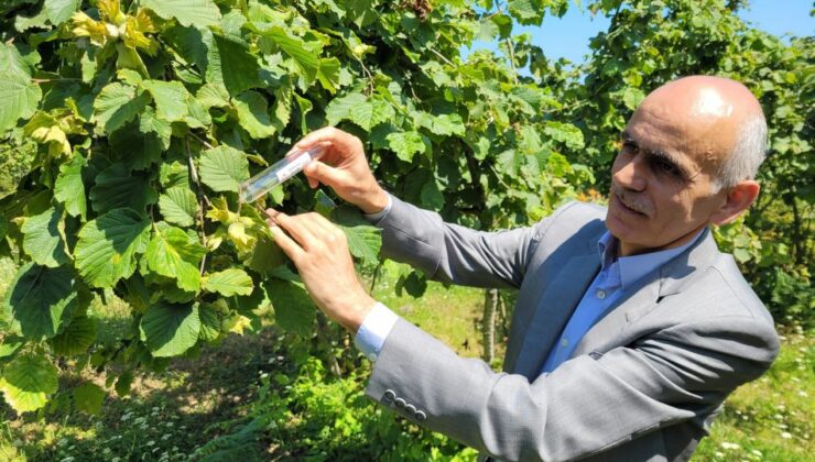 2025 Serbest Piyasa Fındık Fiyatını TMO Belirleyecek