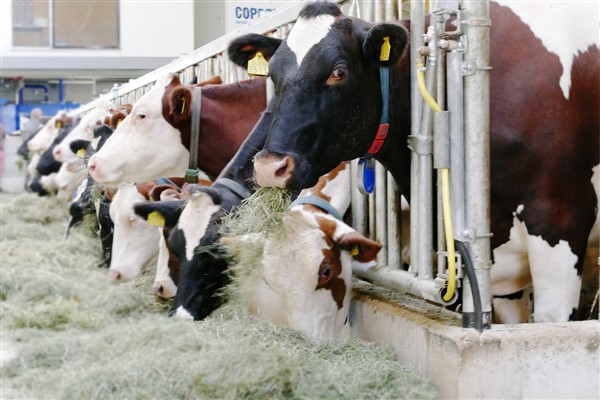 TÜİK – Ticari süt işletmelerince Haziran’da 934 bin 745 ton inek sütü toplandı