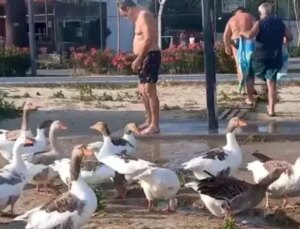 ‘Şartlı tahliye’ edilen kazlar yine sahile indi