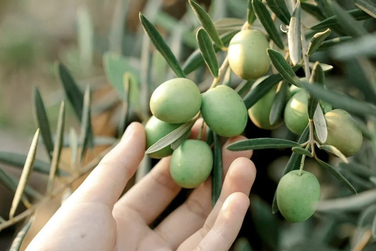 Gemlik’te çiftçilere koruyucu ekipman dağıtıldı