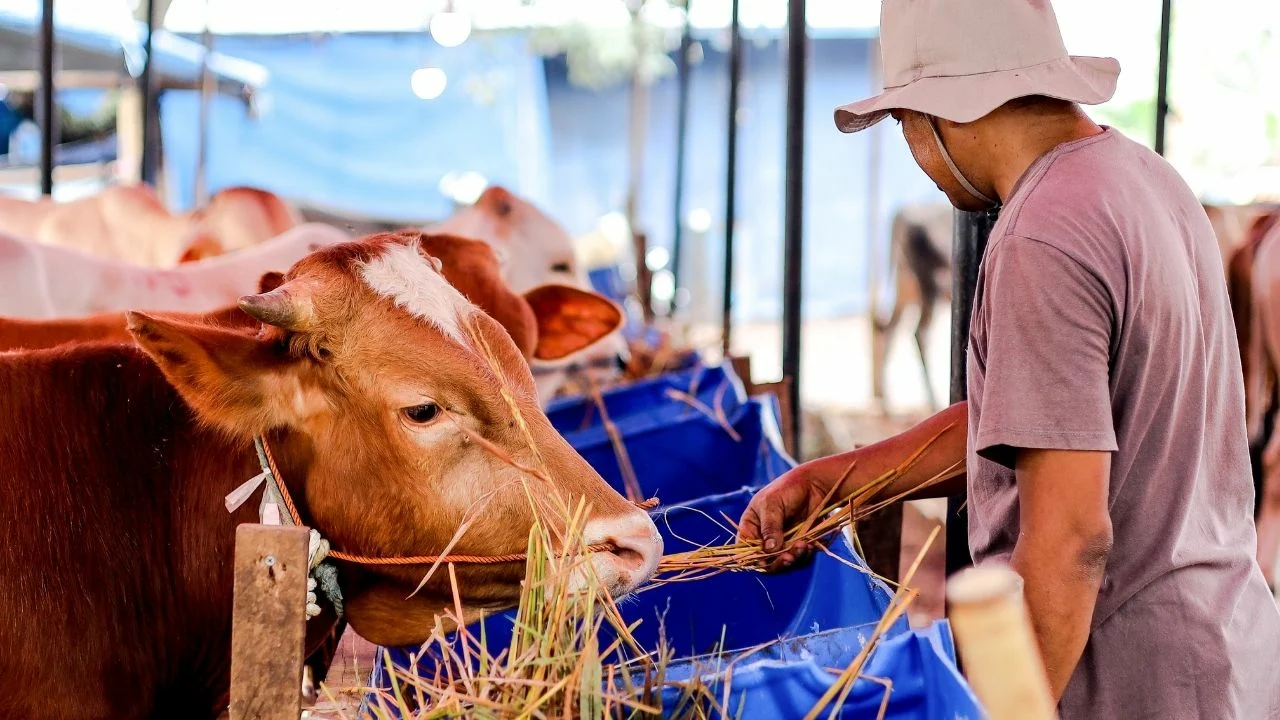 Yerli sığır sayısı yüzde 85 azaldı: Hayvancılık ithalata bağımlı oldu
